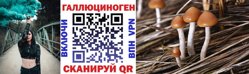 Галлюциногенные грибы Psilocybe  продажа наркотиков  Сковородино 